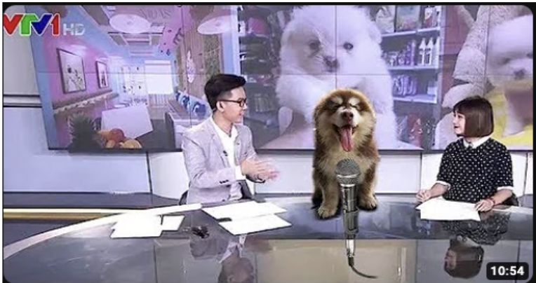 Mật Pet Family lên sóng VTV1