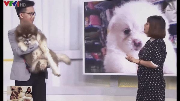 Chó Mật trên sóng VTV3